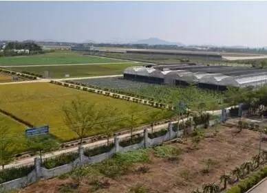 棉花缺硼了怎么辦？棉花缺硼的癥狀及施肥技術(shù)！